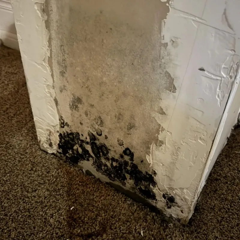 Professional Mold Removal in Nicholson, MS